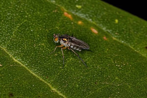 Fly Genus Paraclius Inglês — Fotografia de Stock