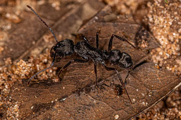 Adult Female Ectatommine Ant Genus Ectatomma — Stock Photo, Image