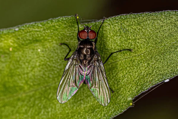 超级家族麝香的成虫苍蝇 — 图库照片