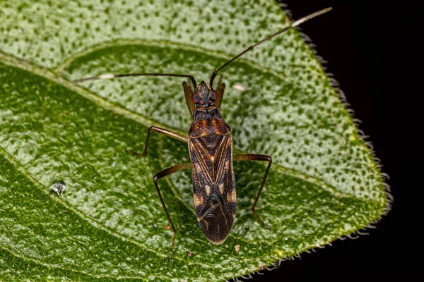 Adulto Dirt Colored Seed Bug Gênero Ozophora — Fotografia de Stock