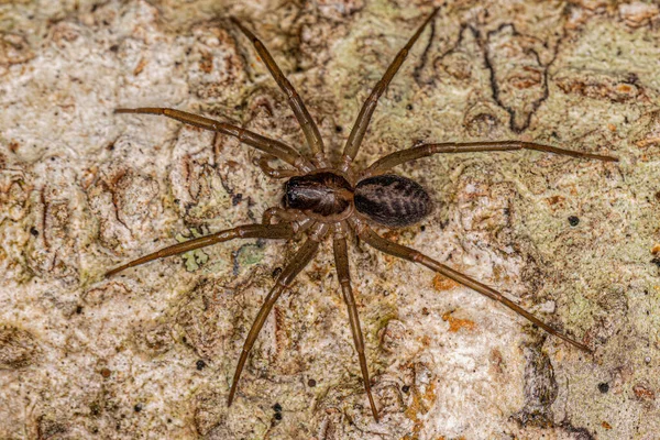 Small Corinnoid Spider Genus Xeropigo — Stock Photo, Image