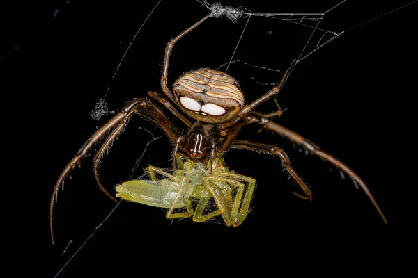 Małe Samice Pirate Spider Rodzaju Gelanor Żerujące Małym Półprzezroczystym Zielonym — Zdjęcie stockowe