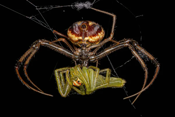 Küçük Dişi Korsan Gelthe Cinsinin Örümceği Lyssomanes Cinsinin Küçük Yarı — Stok fotoğraf