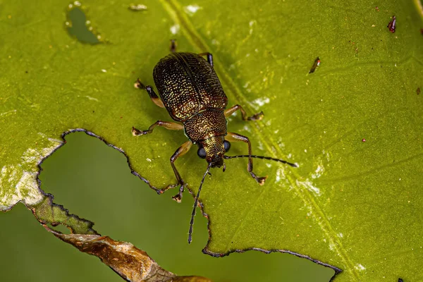 Adult Leaf Beetle Subfamily Eumolpinae — Stock Photo, Image