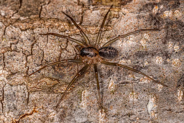 Small Corinnoid Spider Genus Xeropigo — Stock Photo, Image