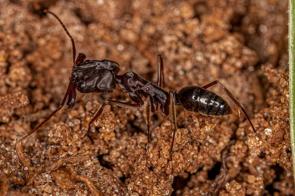 Adulte Trap Kiefer Ameise Der Gattung Odontomachus — Stockfoto