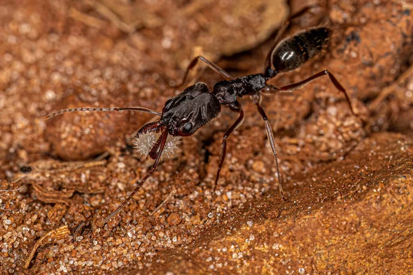牙龙属成虫的成年虎钳蚂蚁 — 图库照片