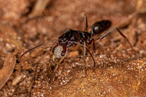 Odontomachus Cinsinin Yetişkin Tuzak Çene Karıncası — Stok fotoğraf