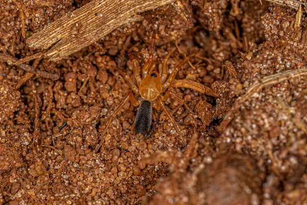 Μικρή Αράχνη Lungless Πορτοκαλί Της Οικογένειας Caponiidae — Φωτογραφία Αρχείου