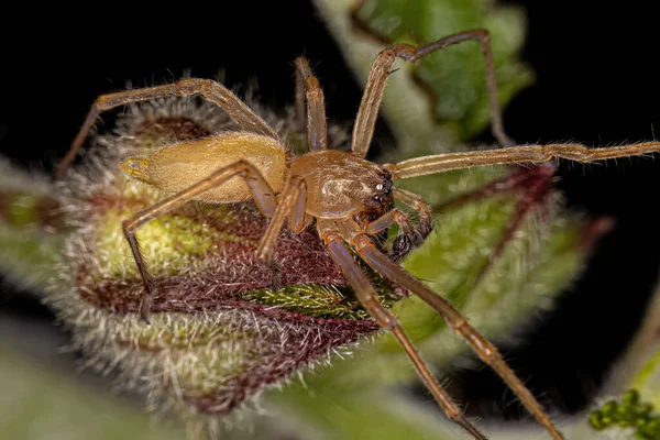 Adult Longlegged Sac Spider Genus Cheiracanthium — Stock Photo, Image