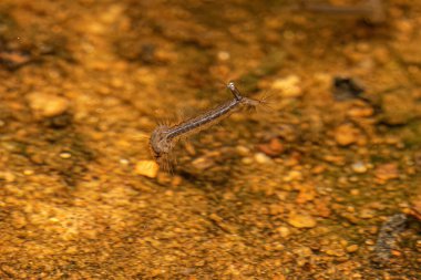 Aedes aegypti türünün Sarı Ateşli Sivrisinek Larvası