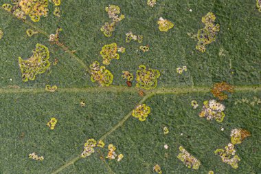 Avokado ağacı yaprağı üzerinde Strigula cinsinin Yüksek Ascomycetes Mantarları