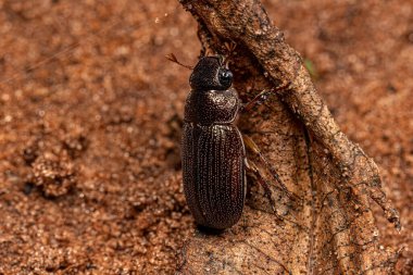 Alt familya Rutelinae 'nin Yetişkin Parlak Yaprak Yiyici Böceği