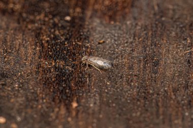 Yetişkin pulu, Lepidopsocidae familyasının Barklice böceğini kanatlandırdı.