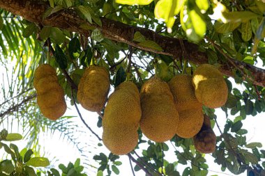 Tür Artocarpus Heterofillus 'un ekilmiş Jackfruit Ağacı