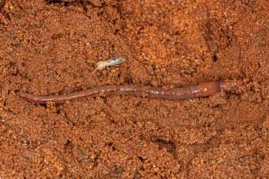 Oligochaeta alt sınıfının küçük solucan eklembacaklısı.