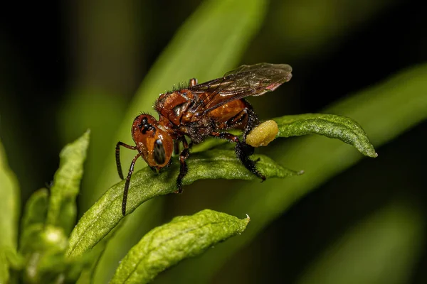 Adulte Weibliche Stachellose Biene Der Gattung Oxytrigona — Stockfoto
