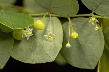 Türlerin Küçük Rüzgar Bitkisi Phyllanthus Yörüngesi