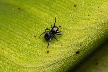 Tür 'ün küçük zıplayan örümceği