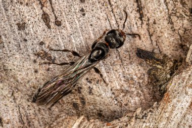 Pseudomyrmex cinsinin yetişkin dişi karınca.