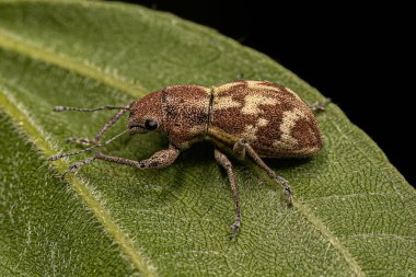Yetişkin Geniş Burunlu Naupactini kabilesinin Buğday biti
