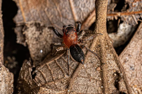 Türlerin Erkek Yetişkin Zıplayan Örümceği Tullgrenella Yungae