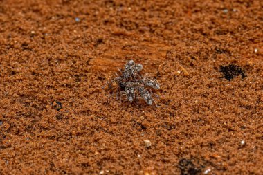 Microvelia cinsinin küçük dalgalı böcekleri