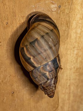 Corona cinsinin ortak kara salyangozu