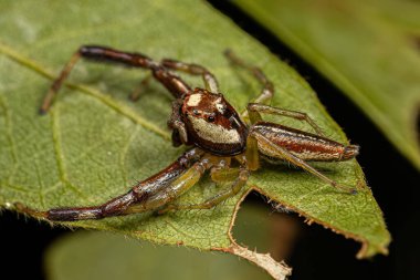 Asaracus cinsinin Erkek Yetişkin Atlayan Örümceği