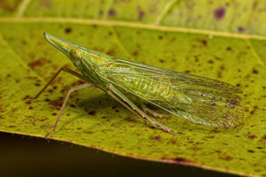 Yetişkin DictyoPharid Bitki Böceği Nersiini Kabilesi