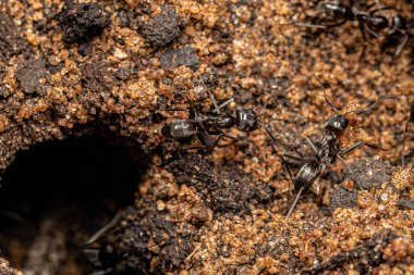 Dorymyrmex cinsinin Yetişkin Piramit Karıncaları