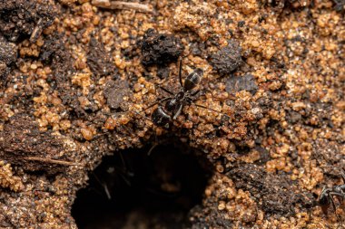Dorymyrmex cinsinin Yetişkin Piramit Karıncaları