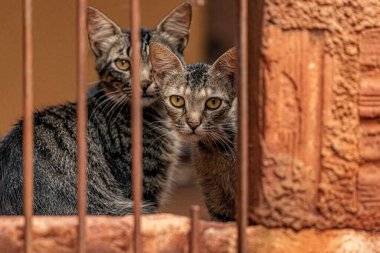 Seçici odaklı küçük evcil kedi