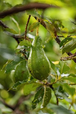 Persea Americana türünün Avokado Meyve Ağacı