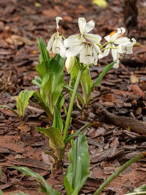 Crinum cinsinden Beyaz Bataklık Lilly Çiçeği