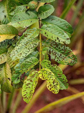 Böcekler tarafından yenmiş guava meyvesi yaprakları.
