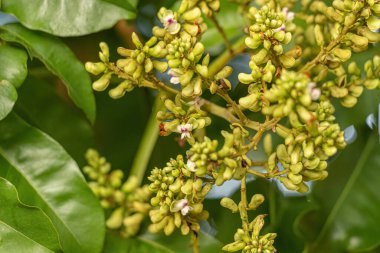 Tonka Fasulye Ağacı Çiçekleri Dipteryx alata türü.