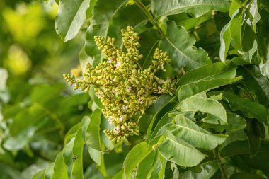 Tonka Fasulye Ağacı Çiçekleri Dipteryx alata türü.