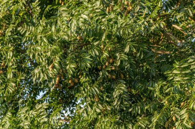 Cedrela cinsinin meyveli Angiosperm Ağacı