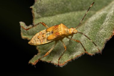 Tür Hypselonotus fulvus 'un Yaprak Ayaklı Böcek Perisi
