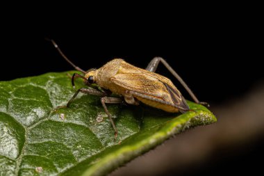 Mirini Kabilesinin Küçük Yetişkin Bitki Böceği