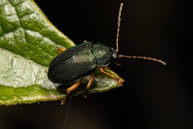 Alt familya Eumolpinae 'nin Yetişkin Yaprak Böceği