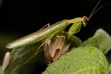 Metaphotina cinsinden Yetişkin Erkek Acontistid Mantid