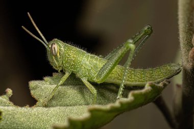 Schistocerca pallens türünün Kuş Çekirge Perisi