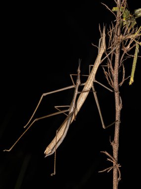 Neotropical Stick Grasshopper of the Family Proscopiidae clipart