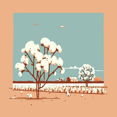 Cotton cultivation in agricultural production farm plant already giving cotton