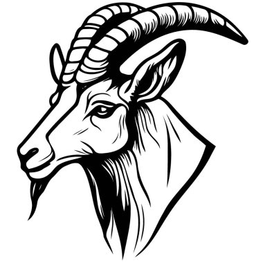 Vector illustration of animal head domestic goat of the species Capra hircus