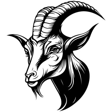 Vector illustration of animal head domestic goat of the species Capra hircus