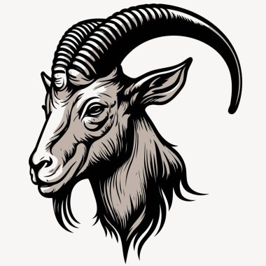 Vector illustration of animal head domestic goat of the species Capra hircus