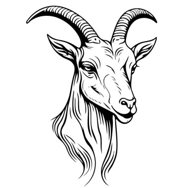 Vector illustration of animal head domestic goat of the species Capra hircus